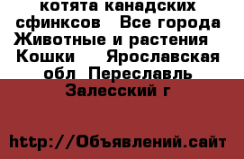 котята канадских сфинксов - Все города Животные и растения » Кошки   . Ярославская обл.,Переславль-Залесский г.